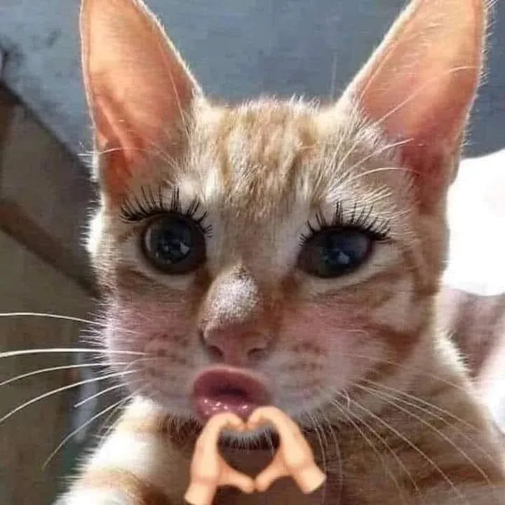 100+ ảnh meme hài cười sảng khoái · ảnh 3
