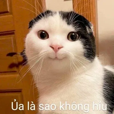 101+ meme mèo bựa độc đáo